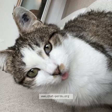 Photo 1/1 Misty Chat perdu à Pithiviers le vieil