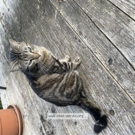 Photo 1/1 Osca Chat perdu à Sermesse