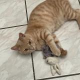 Photo de chat perdu à Marquette Les Lille