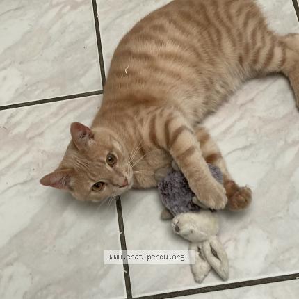 Photo 1/1 Rouky Chat perdu à Marquette les lille