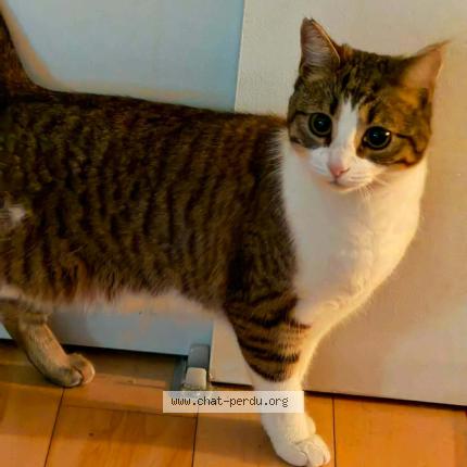 Photo 1/1 Bechbecha Chat perdu à Laval