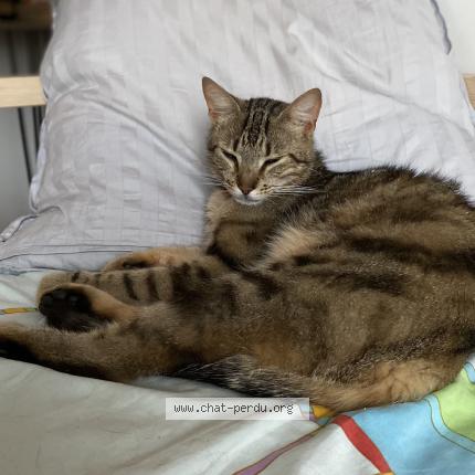 Photo 1/1 Vroum Chat perdu à Laudun l ardoise