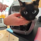 Photo de chat trouvé à Montauban