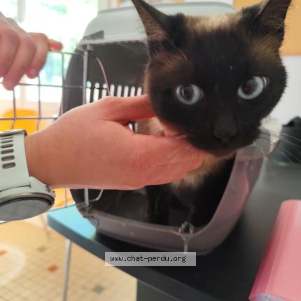 Photo 1/1 Chat trouvé Trouvé à Montauban