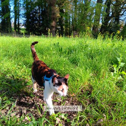 Photo 1/1 Akmene Chat perdu à Guipry messac