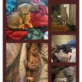 Photo de chat perdu à Salles De Villefagnan