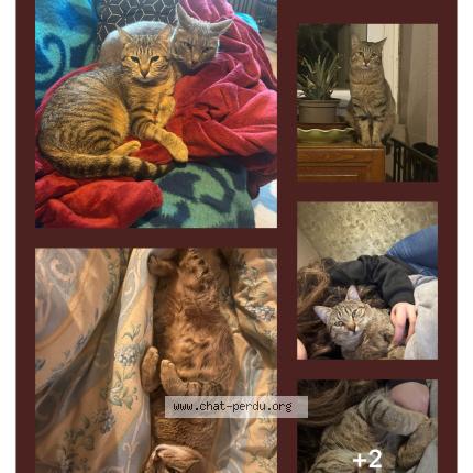 Photo 1/1 Praline Poutine Poutinite Chat perdu à Salles de villefagnan