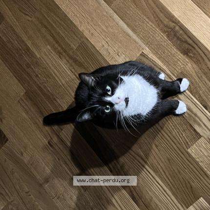 Photo 1/1 Luna Chat perdu à Misery courtion