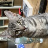 Photo de chat perdu à Toulouse