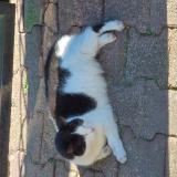 Photo de chat trouvé à Eysines