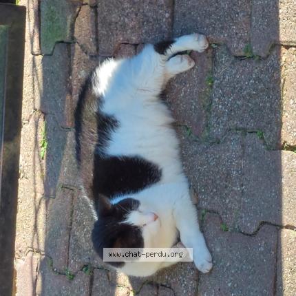 Photo 1/1 Chat trouvé Trouvé à Eysines