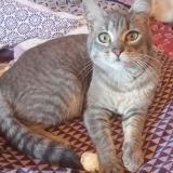 Photo de chat trouvé à Angers