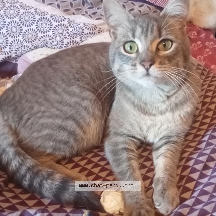 Photo 1/1 Chat trouvé Trouvé à Angers