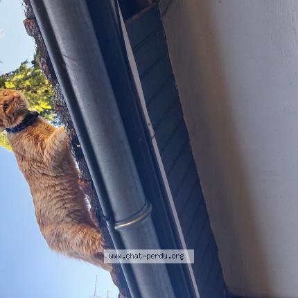 Photo 1/1 Chat trouvé Trouvé à Dijon