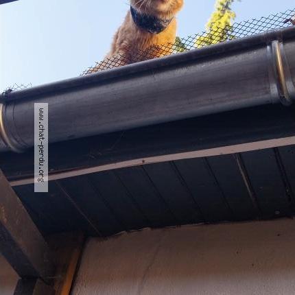 Photo 1/1 Chat trouvé Trouvé à Dijon