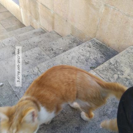 Photo 1/1 Chat trouvé Trouvé à Aix En Provence