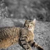 Photo de chat perdu à Tremblay En France