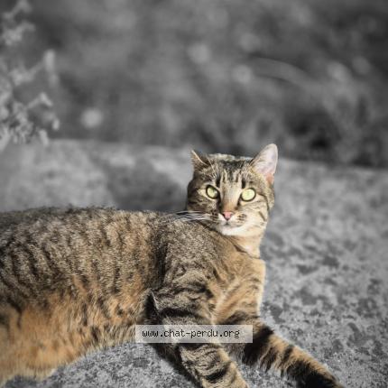 Photo 1/1 Malya Chat perdu à Tremblay en france