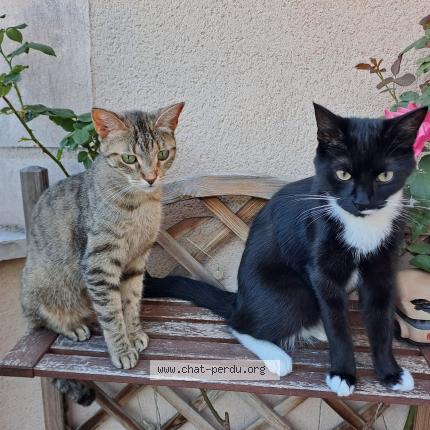 Photo 1/1 Guizmo Chat perdu à Corbeil Essonne