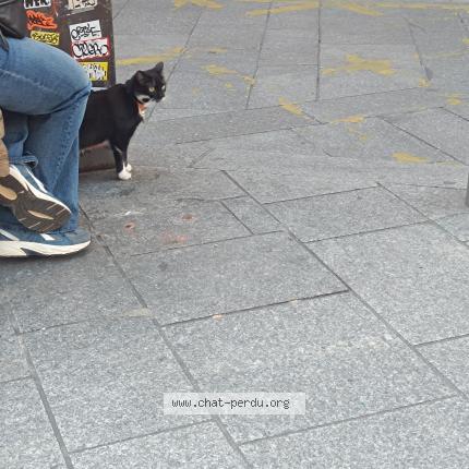 Photo 1/1 Chat trouvé Trouvé à Paris