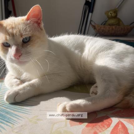 Photo 1/1 Kayto Chat perdu à Saint jean de mont