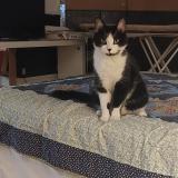 Photo de chat trouvé à Chatillon