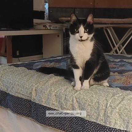 Photo 1/1 Chat trouvé Trouvé à Chatillon