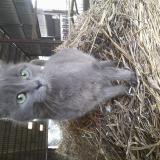 Photo de chat perdu à Montcey