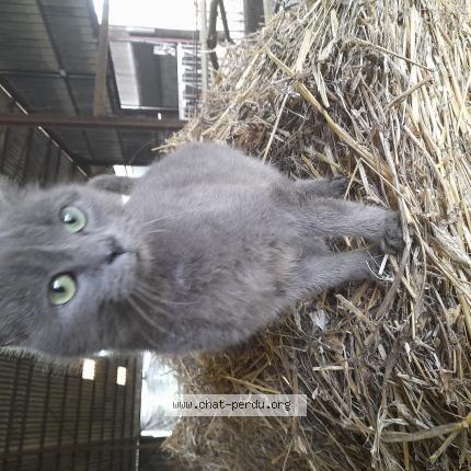 Photo 1/1 Chacha Chat perdu à Montcey