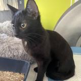 Photo de chat trouvé à Berre L Etang