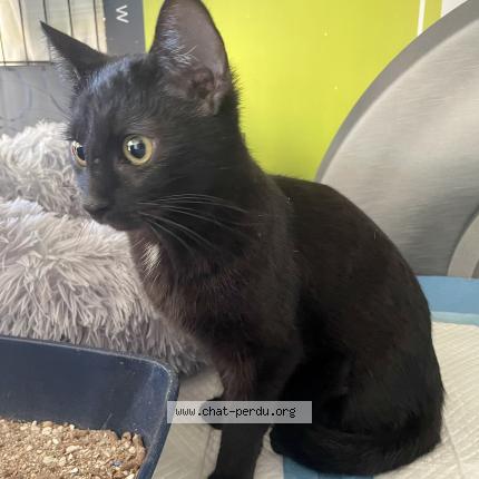 Photo 1/1 Chat trouvé Trouvé à Berre l etang