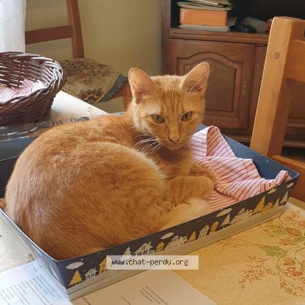 Photo 1/1 Verdi Chat perdu à Magrie