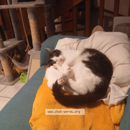 Photo 1/1 Willow Chat perdu à Clermont