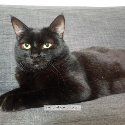 Photo 1/1 Chat retrouvé Perdu à Lyon