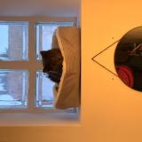 Photo de chat perdu à La Rochelle