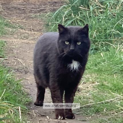 Photo 1/1 OSCAR Chat perdu à Mortroux