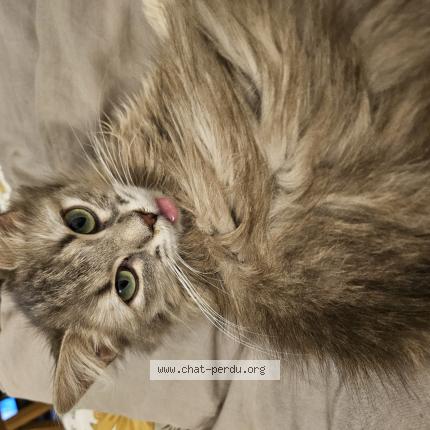 Photo 1/1 Mirka Chat perdu à Sevres