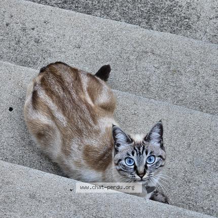 Photo 1/1 Molly Chat perdu à Bois colombes