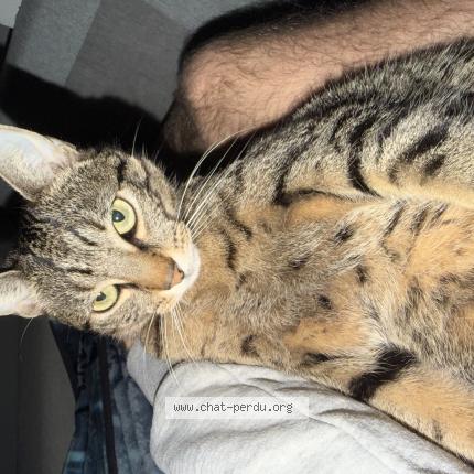 Photo 1/1 Storie Chat perdu à Lyon