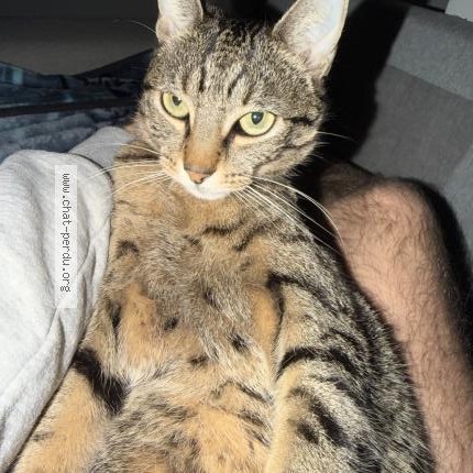 Photo 1/1 Chat retrouvé Perdu à Lyon
