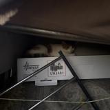 Photo de chat trouvé à Rillieux La Pape