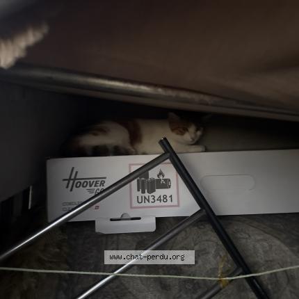 Photo 1/1 Chat trouvé Trouvé à Rillieux la pape