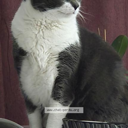 Photo 1/1 Sookie Chat perdu à Noidans les vesoul