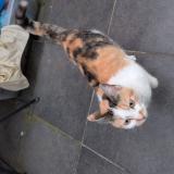 Photo de chat trouvé à Quaregnon