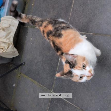 Photo 1/1 Chat trouvé Trouvé à Quaregnon