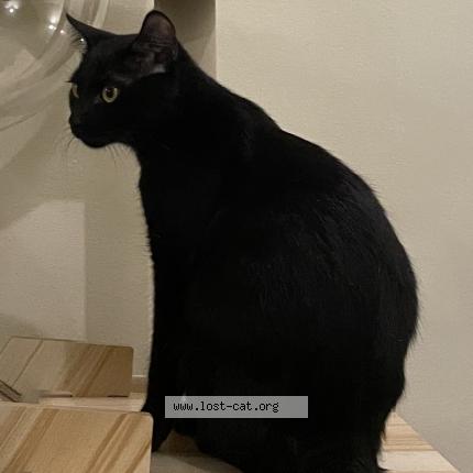 Photo 1/1 Pepper Chat perdu à Las pinas