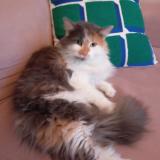 Photo de chat perdu à Marcq En Baroeul