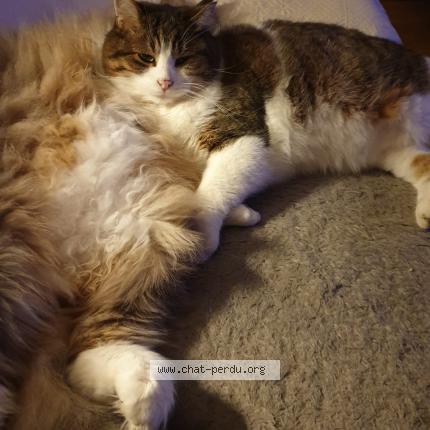 Photo 1/1 Martine Rey Chat perdu à Monthey