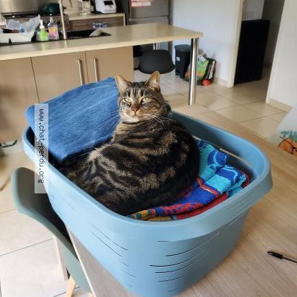 Photo 1/1 P&eacute;tunia Chat perdu à Pencran