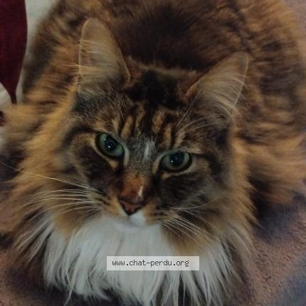 Photo 1/1 Alfred Chat perdu à Briancon